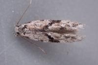 Stenolechia gemmella