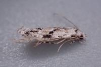 Stenolechia gemmella
