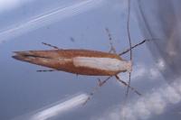 Argyresthia semitestacella
