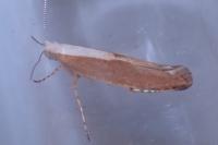 Argyresthia semitestacella