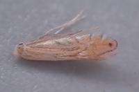 Phyllonorycter quercifoliella
