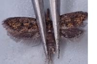 Aplota palpella