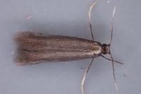 Coptotriche angusticollella
