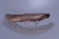 Coptotriche angusticollella