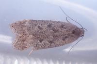 Anacampsis populella