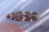 Oegoconia quadripuncta