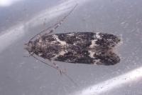 Klimeschiopsis kiningerella