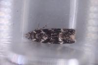 Klimeschiopsis kiningerella