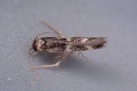 Oegoconia deauratella