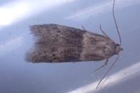 Hypatopa segnella