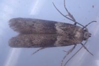 Hypatopa segnella