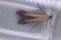 Coleophora alcyonipennella