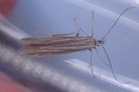 Coleophora nubivagella