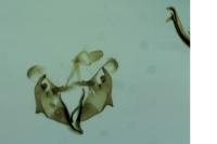 Coleophora nubivagella