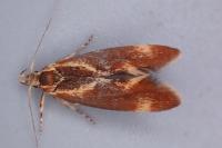 Metalampra italica