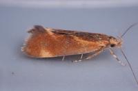 Metalampra italica