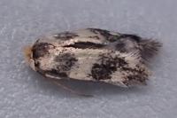 Etainia sericopeza