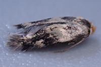 Etainia sericopeza