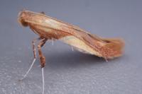 Caloptilia robustella