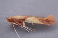 Caloptilia robustella