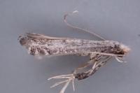 Parornix fagivora
