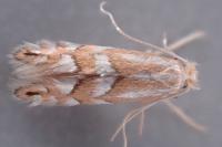 Phyllonorycter maestingella