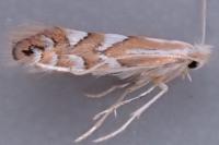 Phyllonorycter maestingella