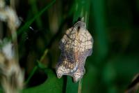 Acleris emargana