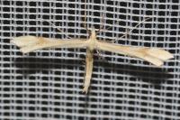 Gillmeria ochrodactyla
