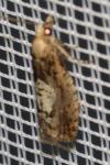 Epinotia brunnichana