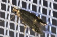 Oxypteryx atrella