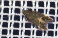 Oxypteryx atrella