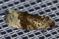 Apotomis betuletana