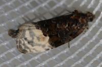 Apotomis betuletana