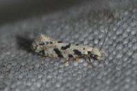 Nemapogon nevadellus