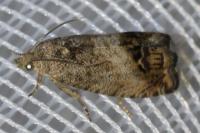 Cydia splendana