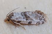 Neocochylis molliculana