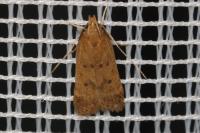 Helcystogramma lutatella