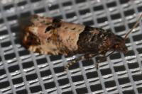 Notocelia incarnatana