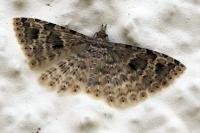 Alucita hexadactyla