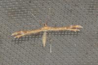 Oxyptilus laetus