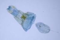 Oxyptilus laetus
