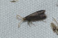 Lecithocera nigrana