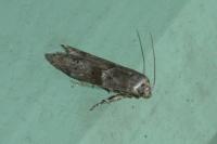 Blastobasis glandulella