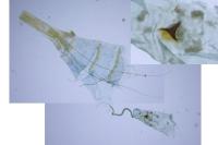 Blastobasis glandulella