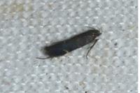 Aproaerema anthyllidella