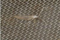 Coleophora texanella