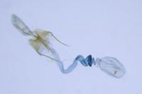 Coleophora texanella