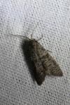 Penestoglossa dardoinella