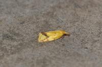 Agapeta hamana